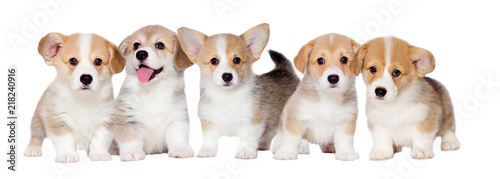 litter small welsh corgi puppies