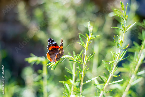 Royal Admiral Butterfly © Samantha