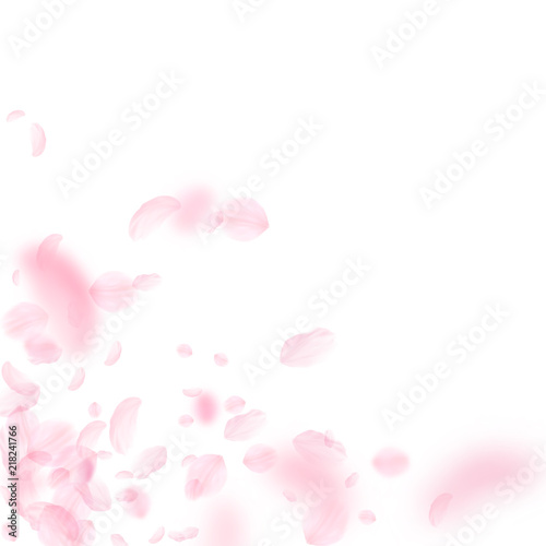 Sakura petals falling down. Romantic pink flowers corner. Flying petals on white square background. 