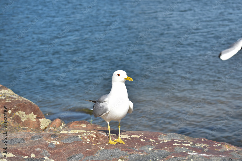 Common gull standing on a large rock by the lake Common gull standing on a large rock by the lake
