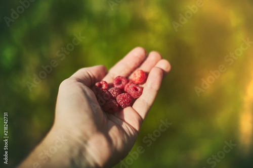 hand holding raspberry. ripe berries in hand