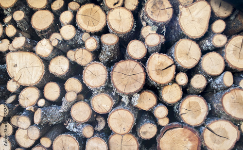 A wall of trunks