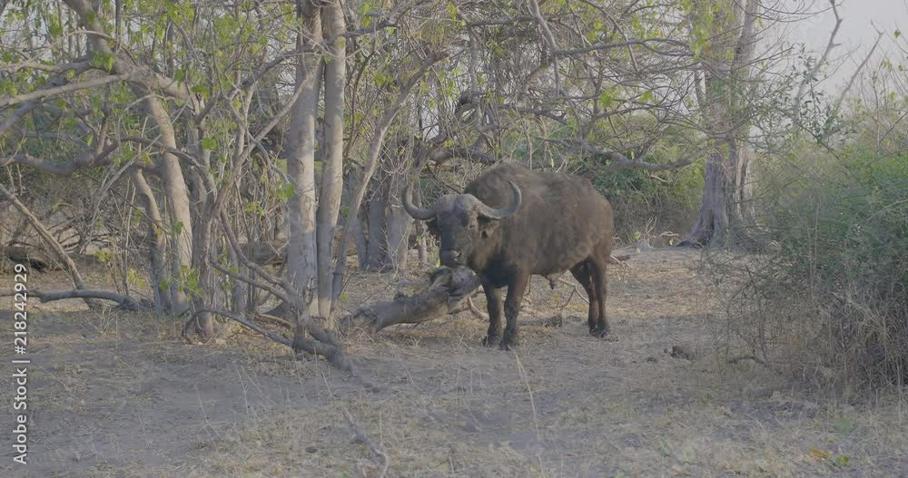 A wild water buffalo staring intensely. A wild water buffalo staring intensely.