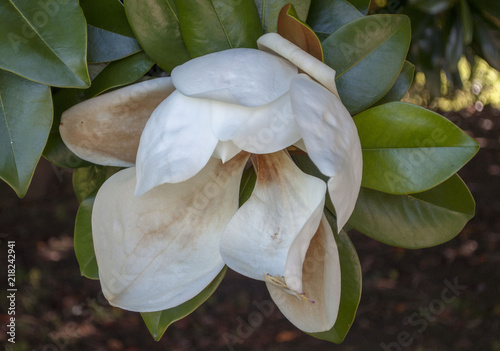 White flower in a tree