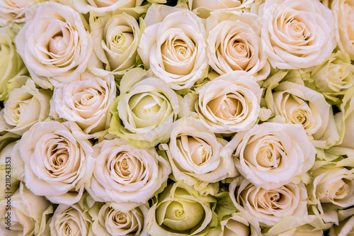 romantic background of light roses