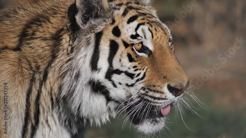 Bengal Tiger Gentle Pant