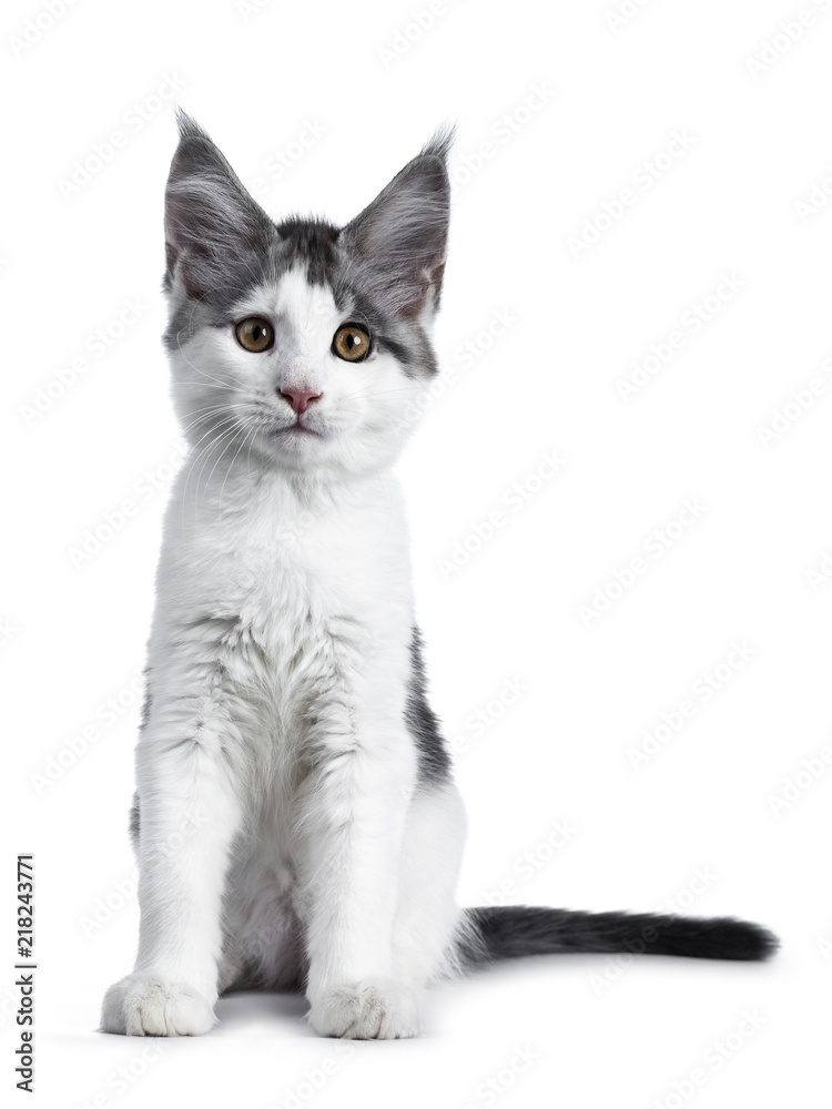 Shy blue tabby high white harlequin maine coon cat kitten sitting facing front, looking straight in camera isolated on white background