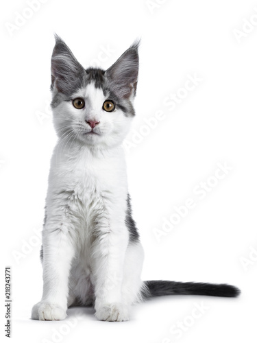 Fototapeta Naklejka Na Ścianę i Meble -  Shy blue tabby high white harlequin maine coon cat kitten sitting facing front, looking straight in camera isolated on white background