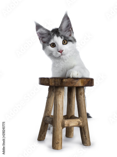 Shy blue tabby high white harlequin maine coon cat kitten standing  behind a little wooden stool, looking straight in camera isolated on white background