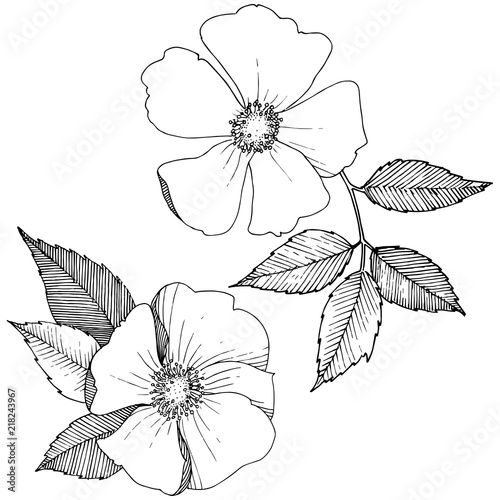 Wild rose in a vector style isolated. Full name of the plant: rose. Vector flower for background, texture, wrapper pattern, frame or border.