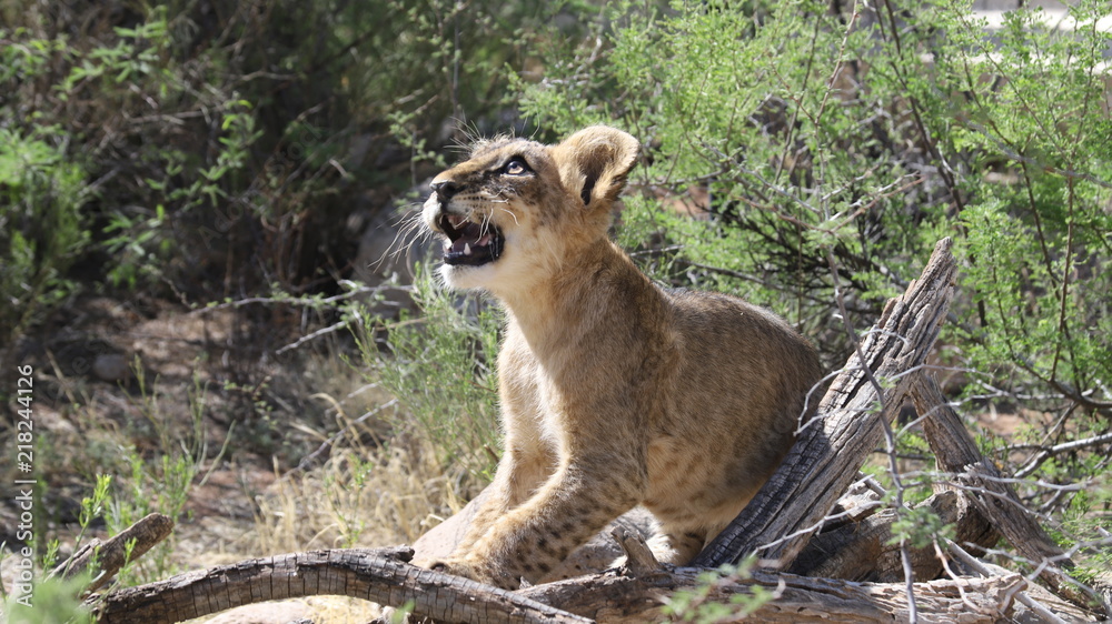 Obraz premium Lion Cub