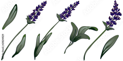 Lavender flower in a vector style isolated. Full name of the plant: lavender. Vector flower for background, texture, wrapper pattern, frame or border.