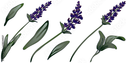 Lavender flower in a vector style isolated. Full name of the plant: lavender. Vector flower for background, texture, wrapper pattern, frame or border.