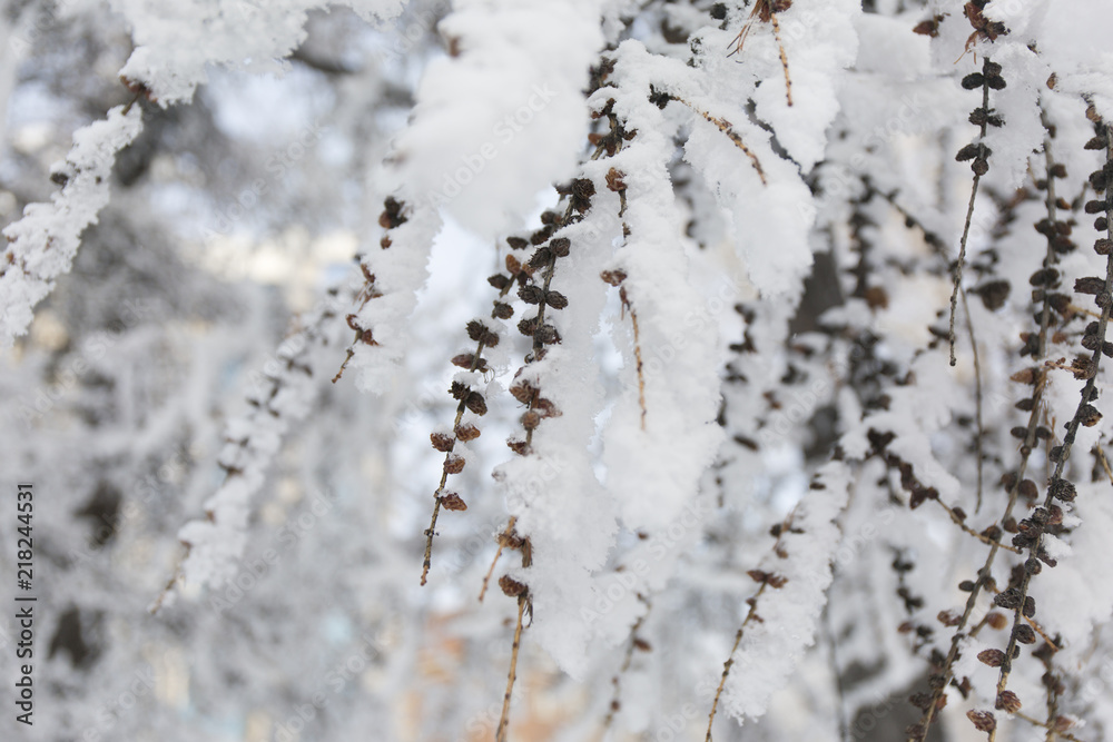 Snowcowered branches. Winter blur background. Frost trees.