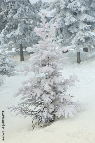 A snowy fir tree. Winter frost tree.