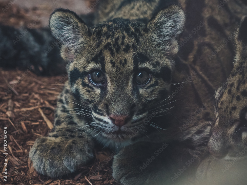 Fototapeta premium close up of young clouded leopard neofelis nebulosa looking into camera