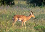 Impala at the Nxai Pan Nationalpark in Botswana