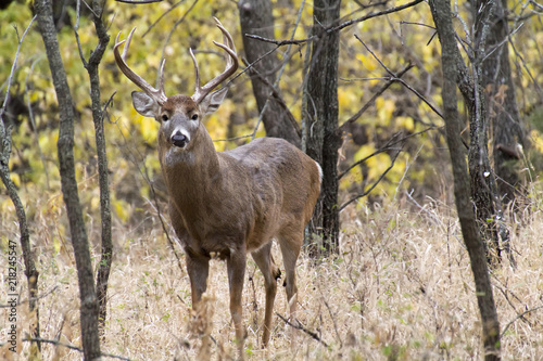 Close Encounter With Large Whitetail Buck Emphasizing His Presence