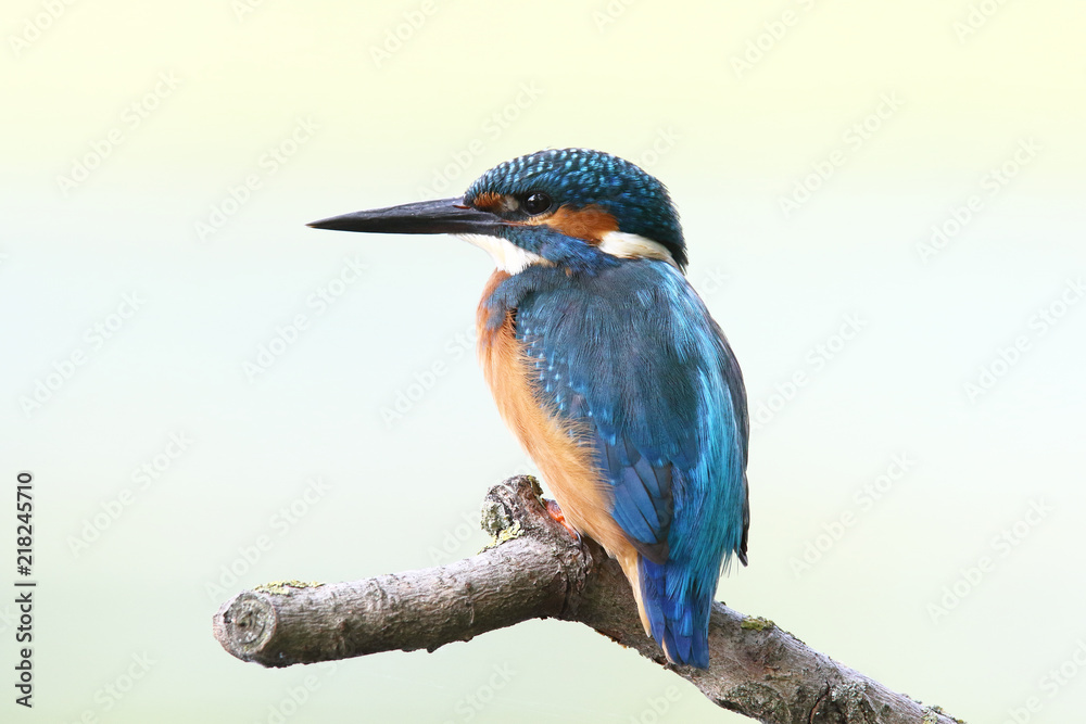 Obraz premium Kingfisher on the river