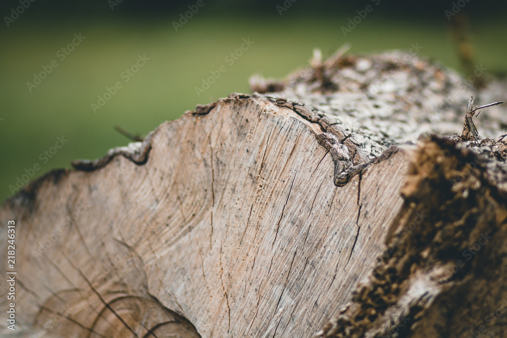 Close up of a log with a green background Close up of a log with a green background
