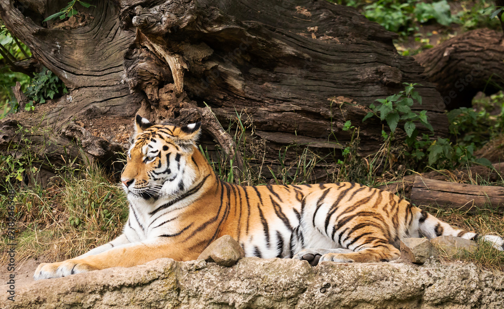 Obraz premium Zoo