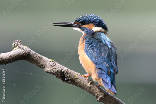 Kingfisher on the river © Paolo