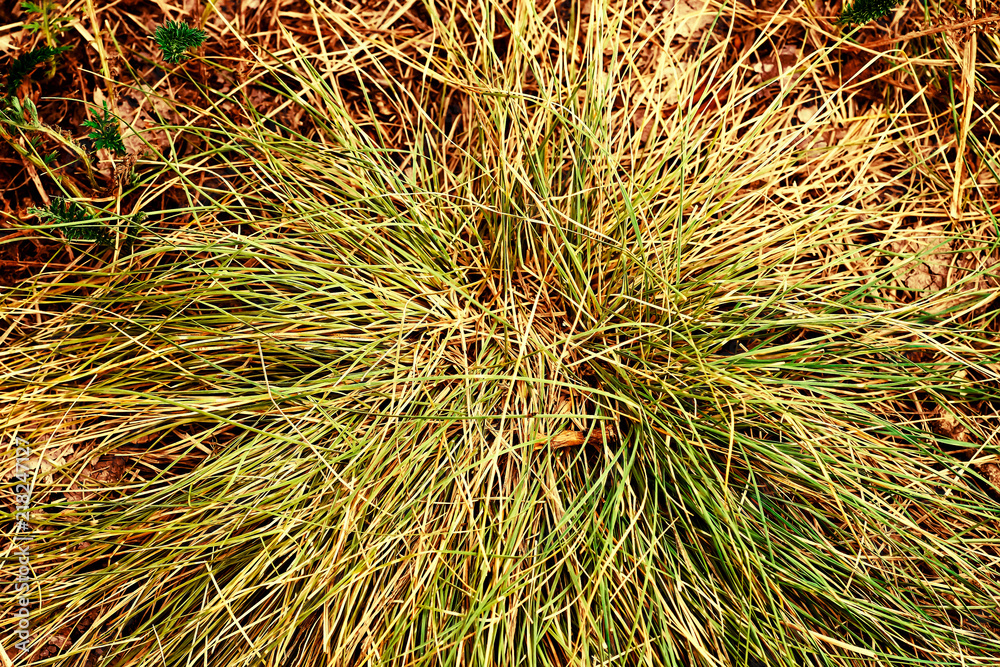 dry grass close-up texture