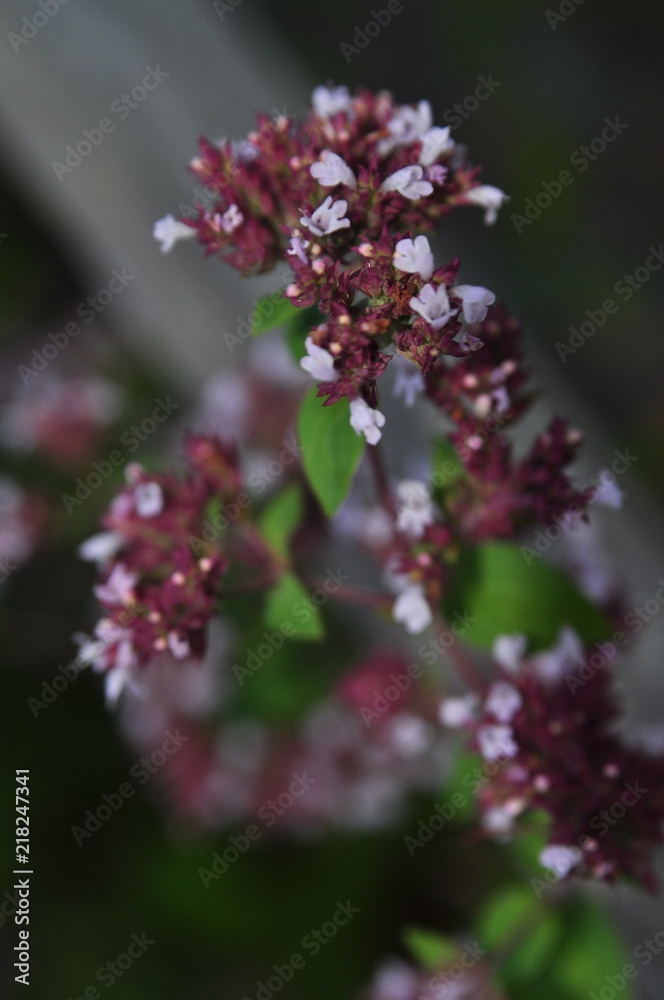 gros plan avec des fleurs de serpolet sur fond foncé gros plan avec des fleurs de serpolet sur fond foncé