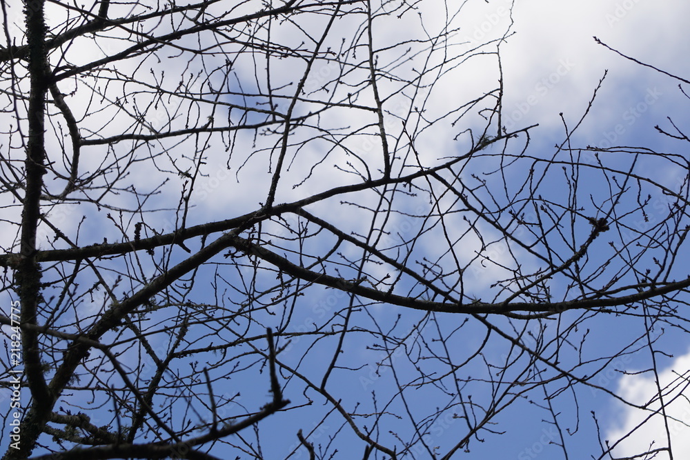 The silhouette of cherry blossom branches with blue sky and white clouds on the background, Autumn in Ga USA. The silhouette of cherry blossom branches with blue sky and white clouds on the background, Autumn in Ga USA.