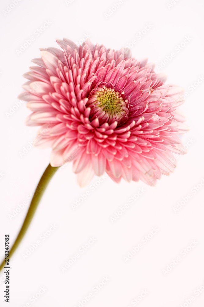 Portrait of pastel rosa gerbera flower on the white background foto de  Stock | Adobe Stock