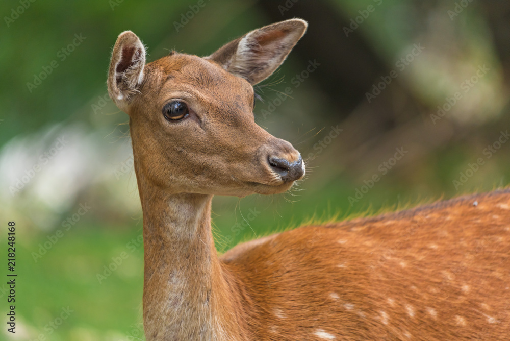 Obraz premium Daini e Cervi 