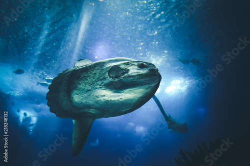 sunfish (moonfish) swimms in blue ocean water