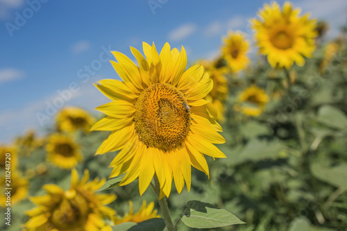 Fototapeta Naklejka Na Ścianę i Meble -  field of blossoming sunflowers against the blue sky