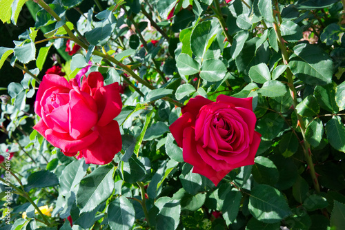 Blossoms of red roses - Flowers blooming in the garden
