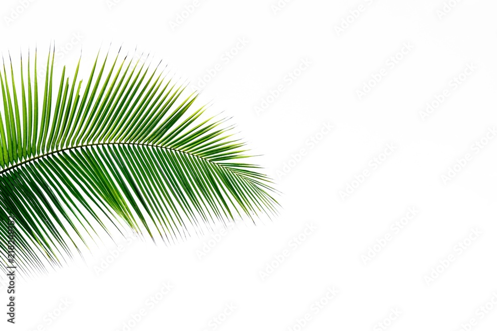 Fototapeta premium green palm coconut leaf isolated on white background
