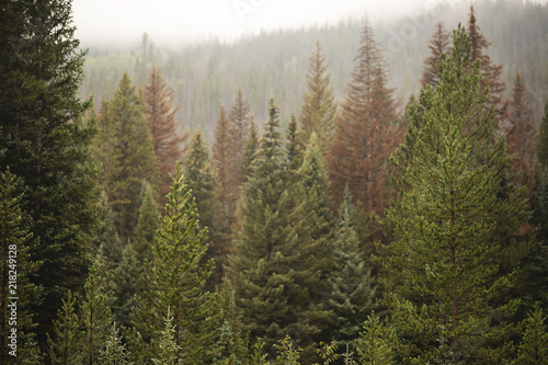 In the Pines