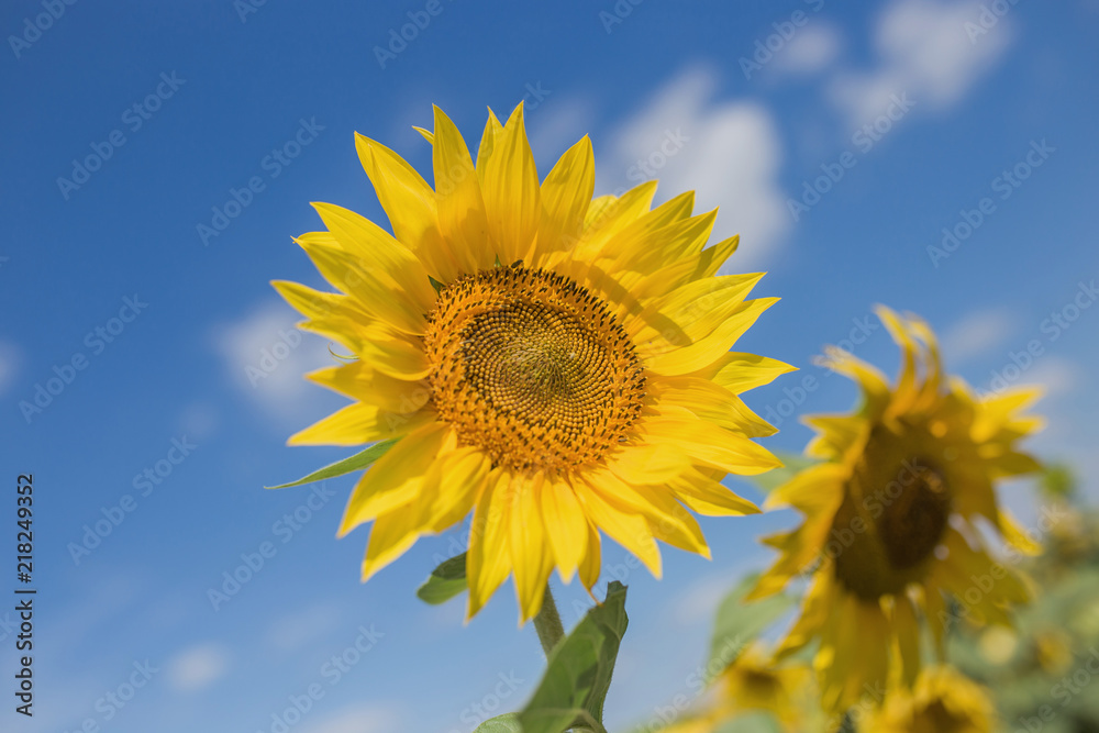 Two large sunflowers on a close-up field against a blue sky background Two large sunflowers on a close-up field against a blue sky background