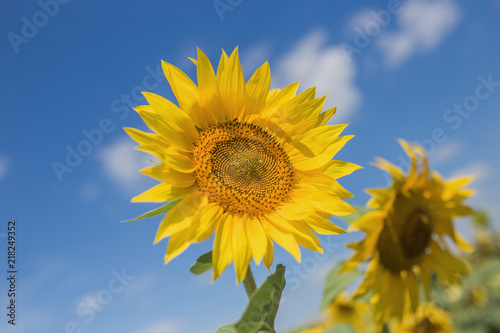 Two large sunflowers on a close-up field against a blue sky background