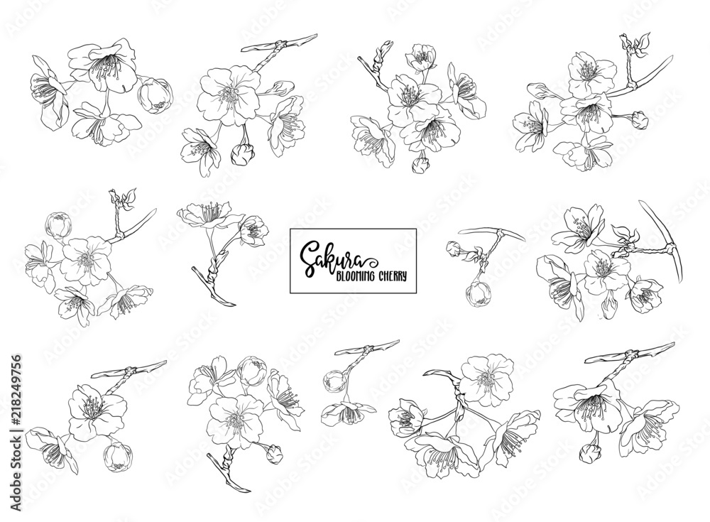 Naklejka premium Set of blooming cherry japanese sakura. Stock vector illustration. Isolated on white background. Outline drawing.