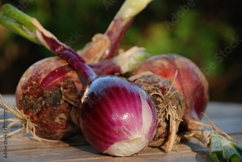 oignons rouges du potager