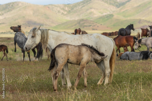 Fototapeta Naklejka Na Ścianę i Meble -  Wild Horse Mare and Foal