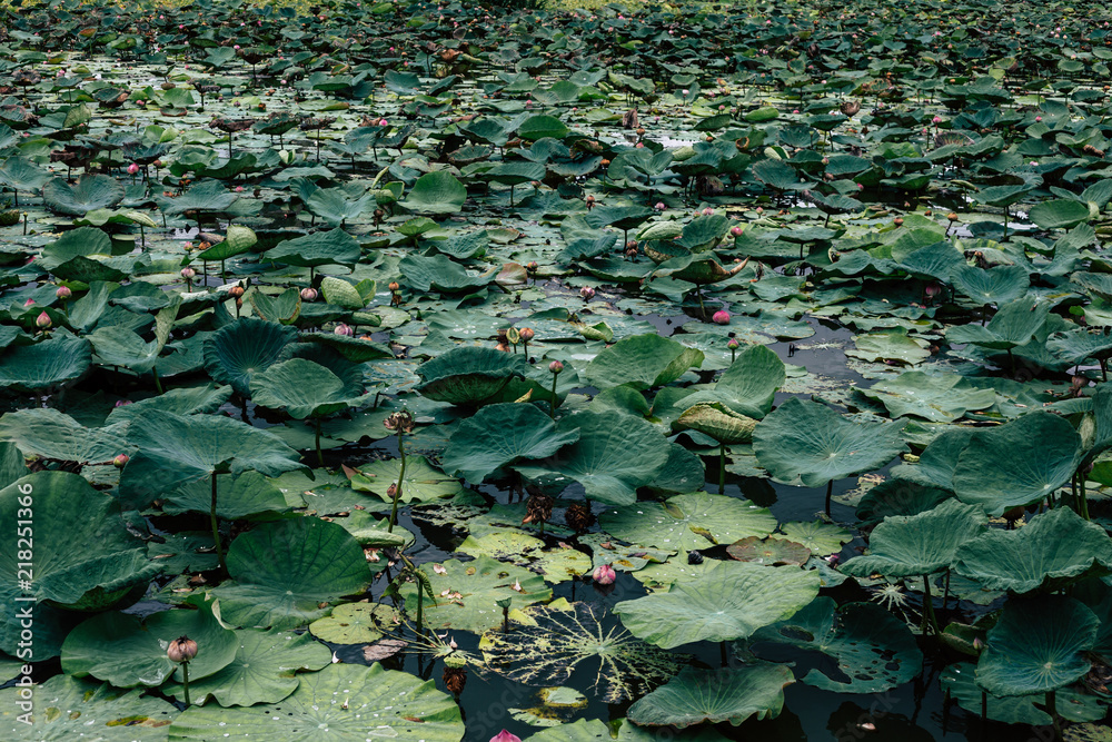 Asian Lotus grows ,Pink Lotus flowers and leaves in lake Asian Lotus grows ,Pink Lotus flowers and leaves in lake