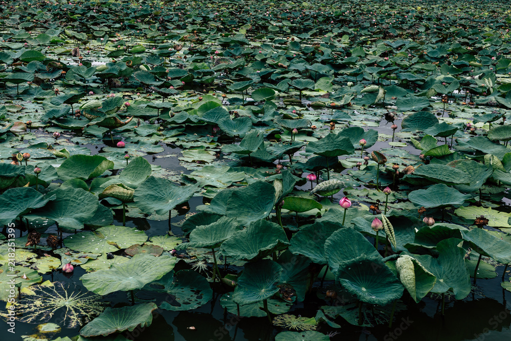 Asian Lotus grows ,Pink Lotus flowers and leaves in lake Asian Lotus grows ,Pink Lotus flowers and leaves in lake