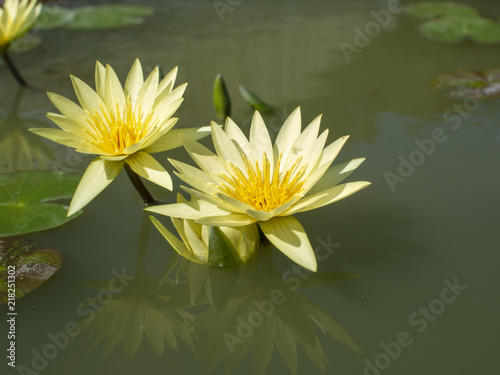 beautiful white lotus in the pond