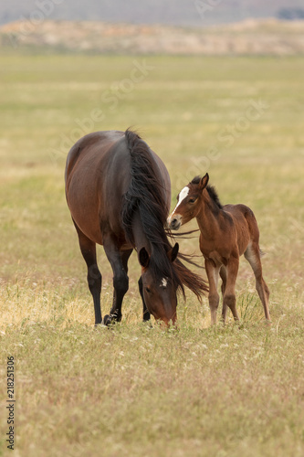 Wild Horse Mare and Foal