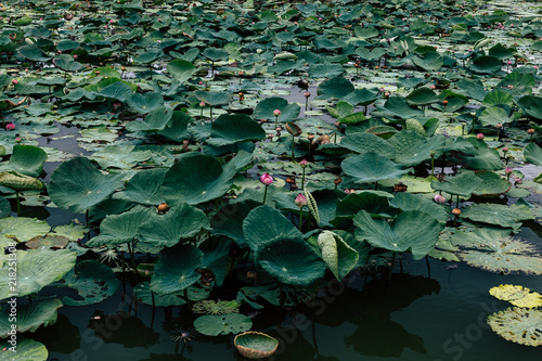 Asian Lotus grows ,Pink Lotus flowers and leaves in lake