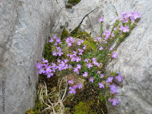 Flor_Siempreniña_pico Benzua_5757 +