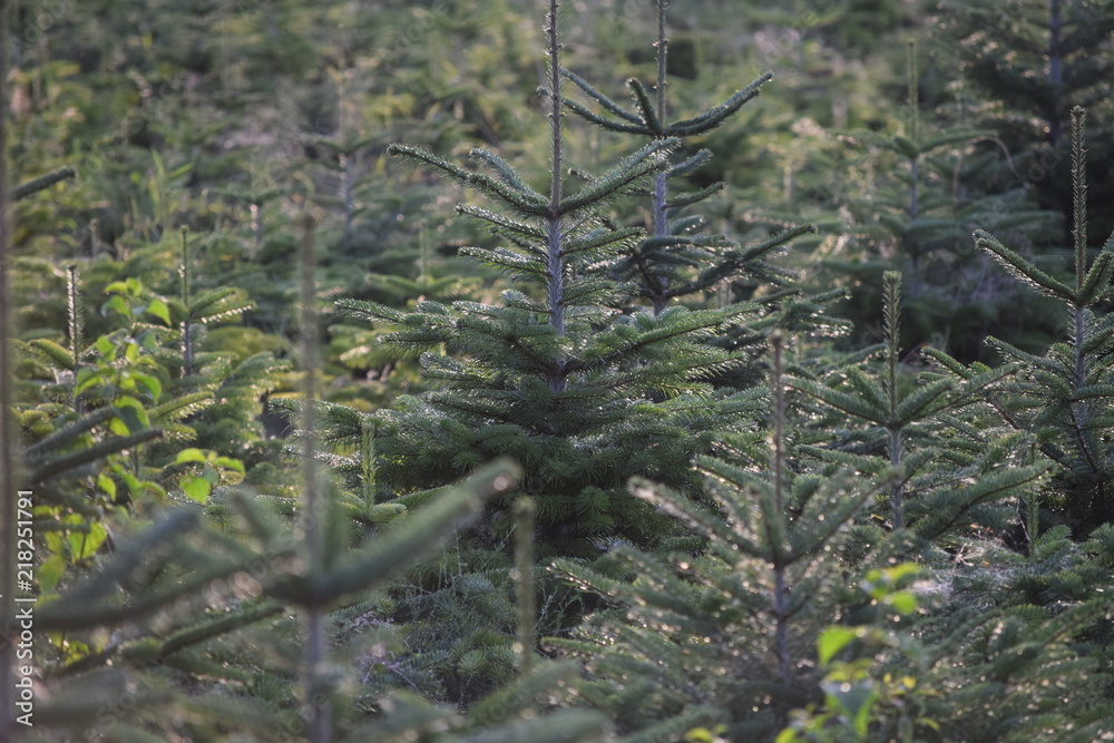 The most beautiful Christmas tree The most beautiful Christmas tree