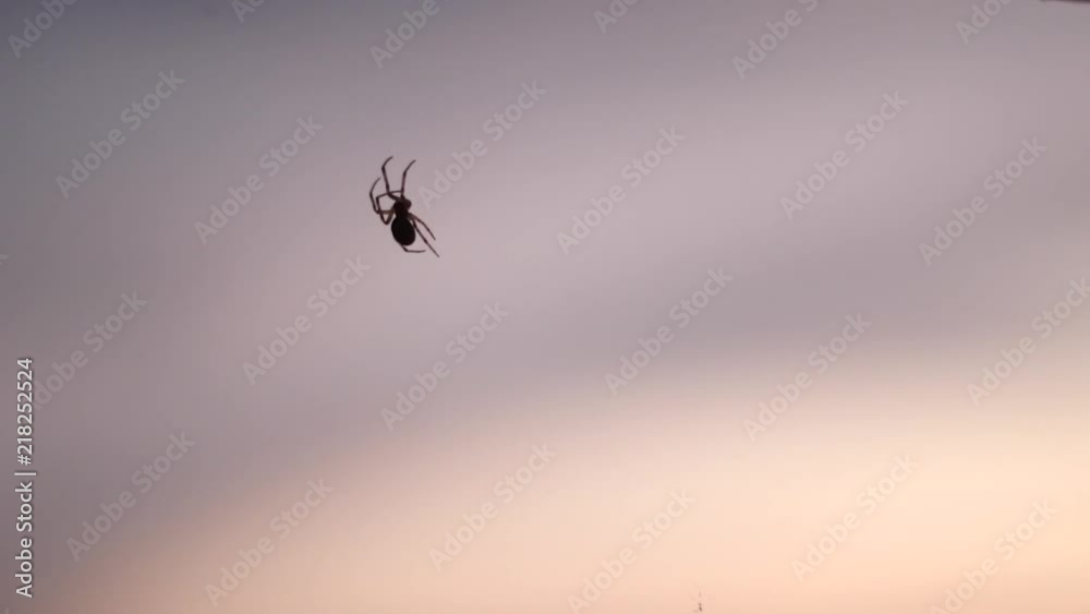 Silhouette of spider crawling around on it's web in slow motion.