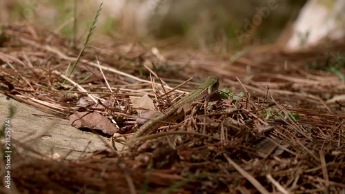 lizard on the beach